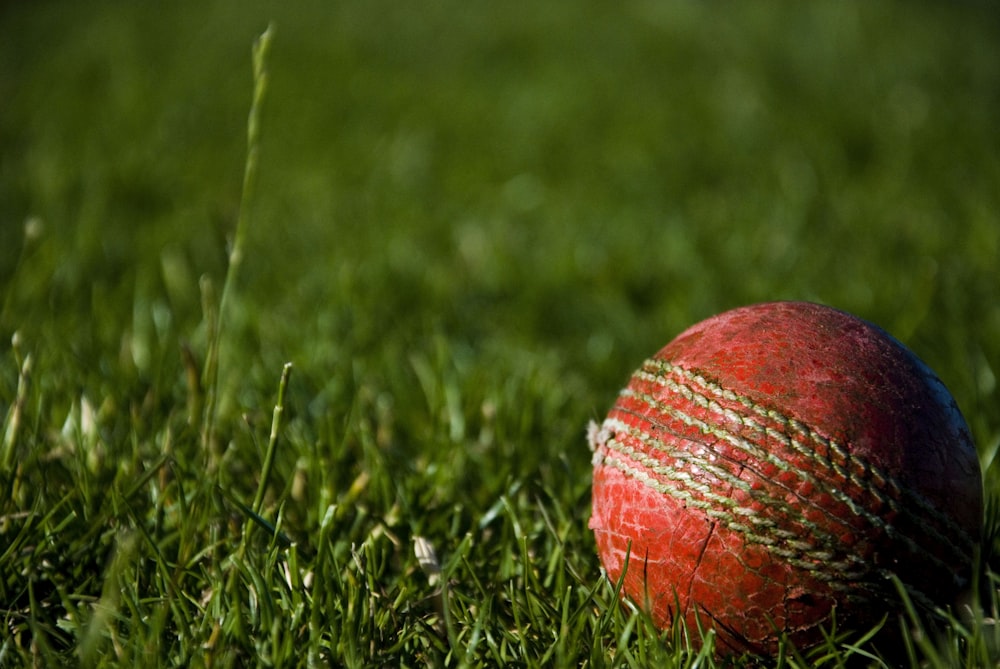 Cricket Bat