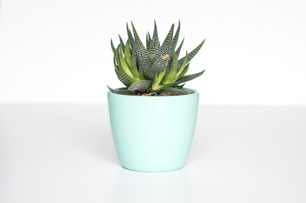 Indoor Plant